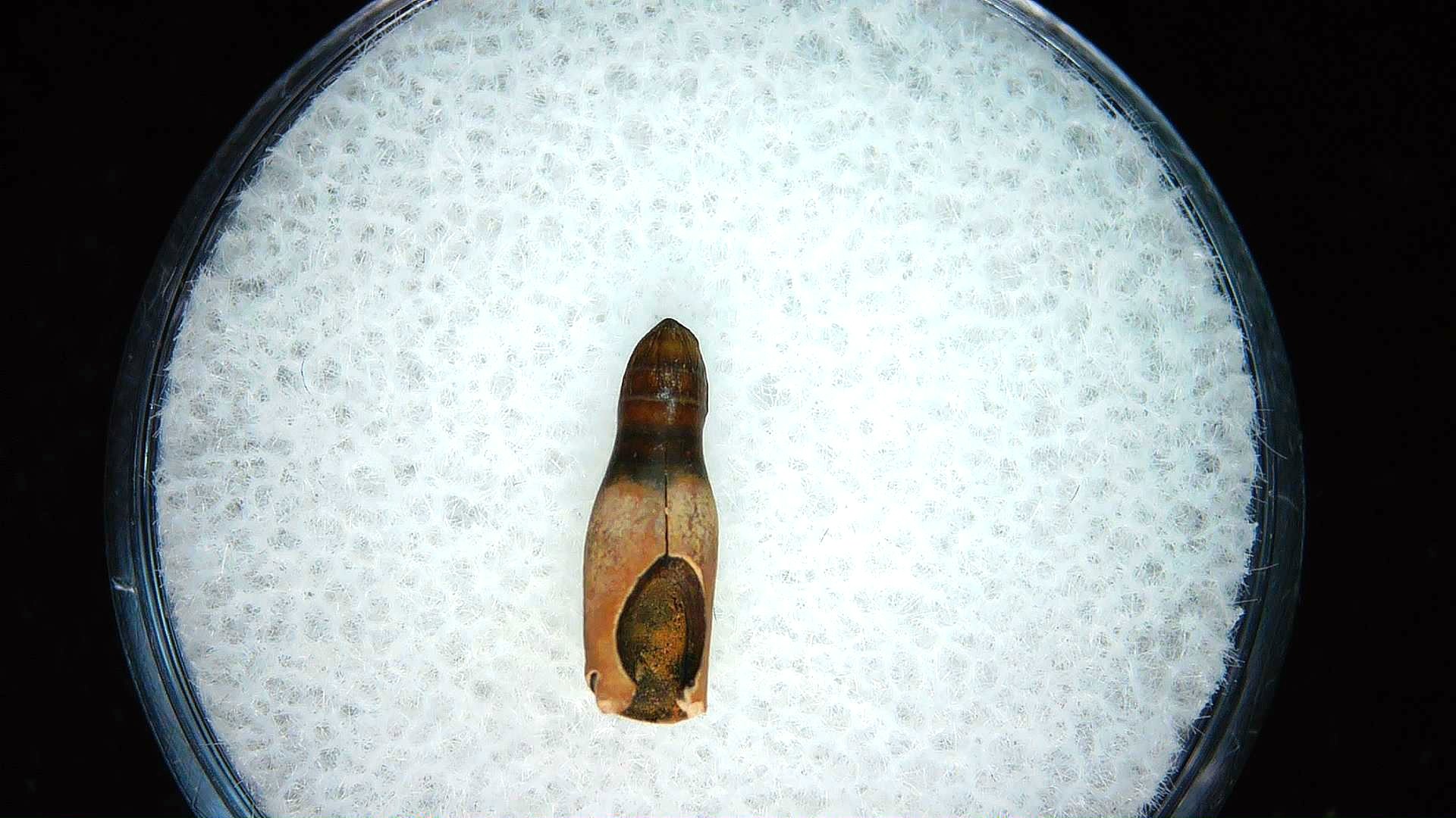 montana cretaceous age brachychampsa alligatoroid tooth 26a | Fossils for Sale Genuine Cretaceous Age Brachychampsa Alligatoroid Tooth Fossil For Sale from Montana #26