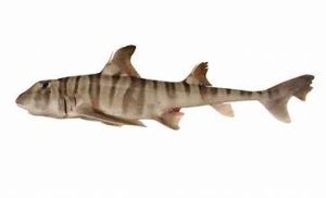 th (7) | Fossils for Sale Heterodontus