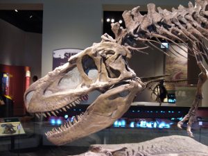 CC BY-SA 2.5, https://commons.wikimedia.org/w/index.php?curid=1207090 Tyrannosauroid