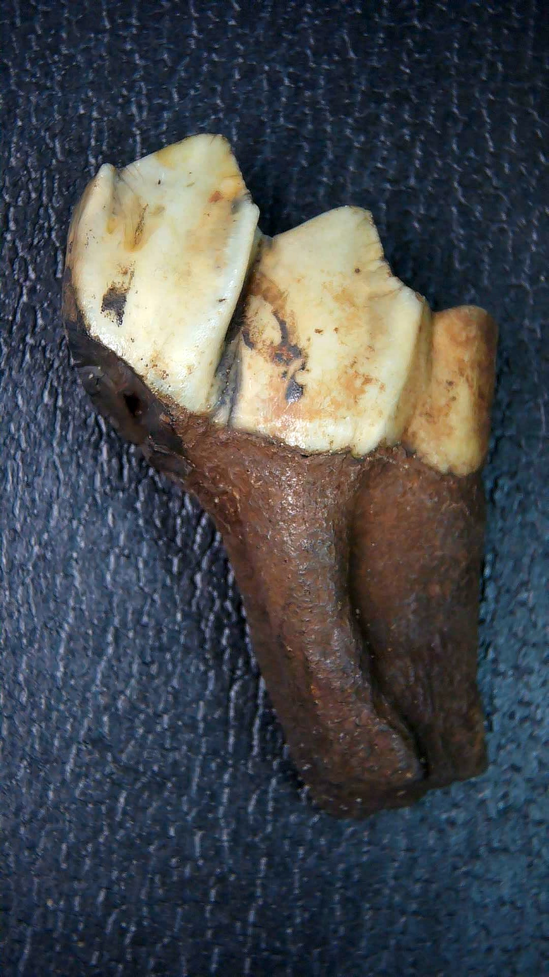 Florida Pleistocene Ice Age Palaeolama Tooth 11a | Fossils for Sale Genuine Pleistocene Age Palaeolama Tooth Fossil for Sale from Florida #11a