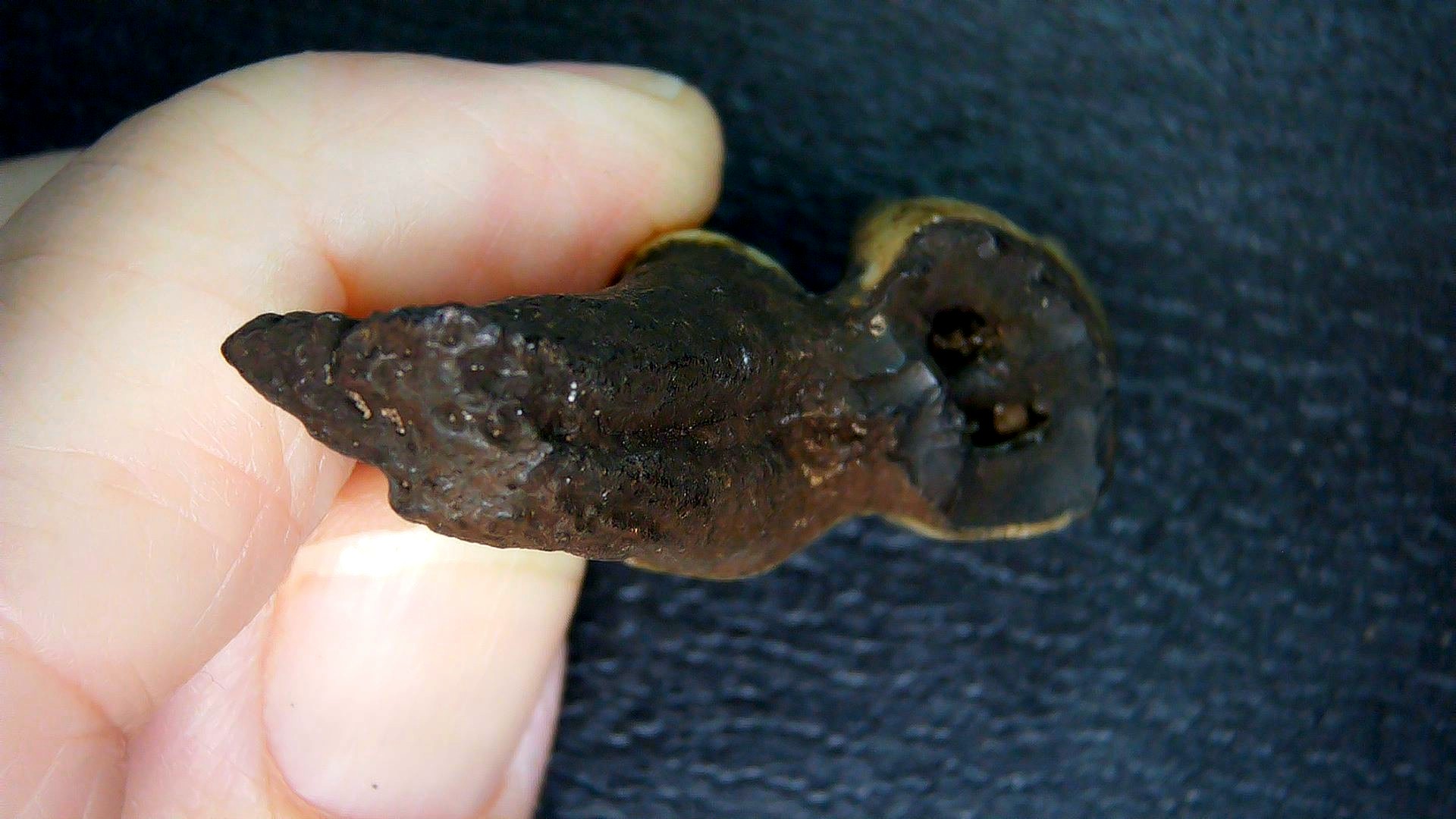 Florida Pleistocene Ice Age Palaeolama Tooth 11c | Fossils for Sale Genuine Pleistocene Age Palaeolama Tooth Fossil for Sale from Florida #11c