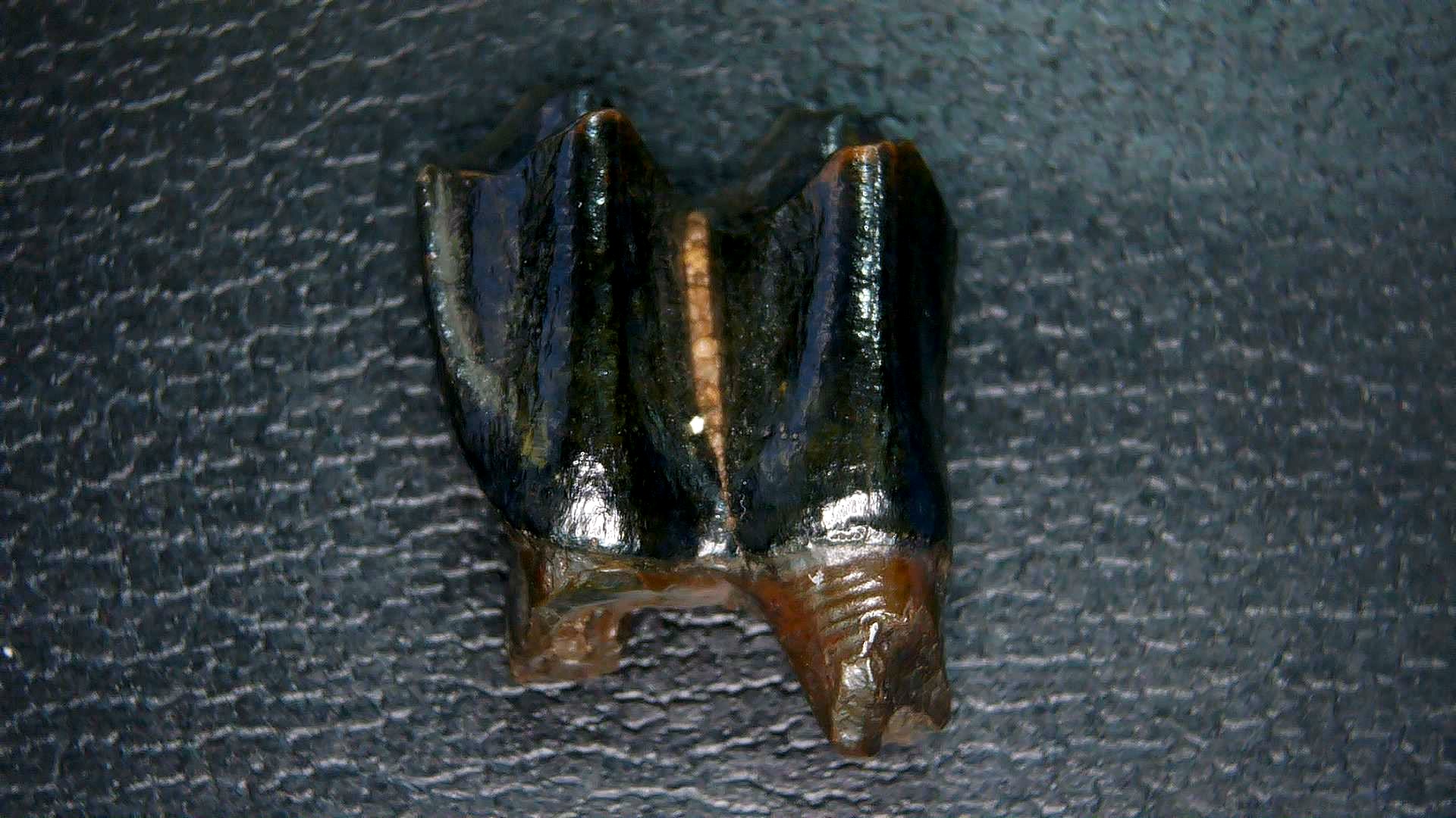 Florida Pleistocene Ice Age Palaeolama Tooth 5 | Fossils for Sale Genuine Pleistocene Age Palaeolama Tooth Fossil for Sale from Florida #5
