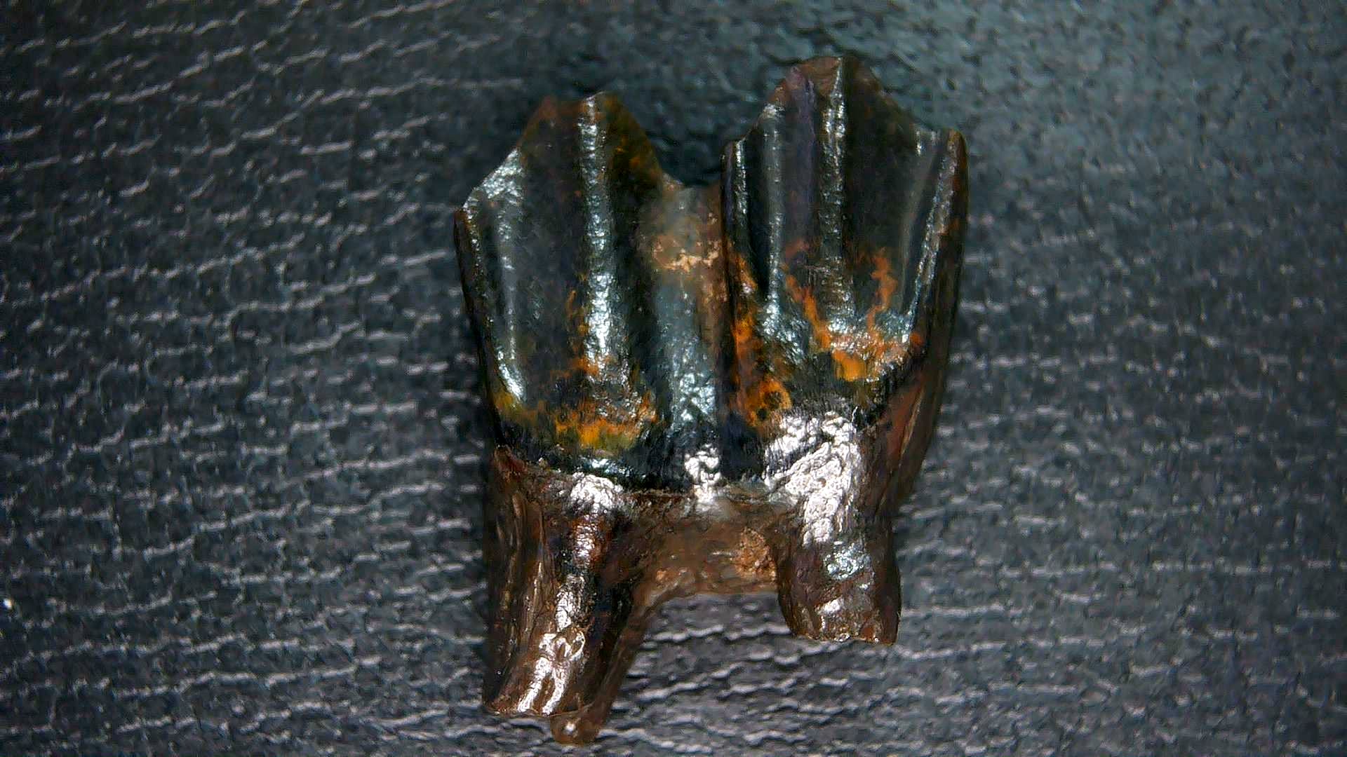Florida Pleistocene Ice Age Palaeolama Tooth 5a | Fossils for Sale Genuine Pleistocene Age Palaeolama Tooth Fossil for Sale from Florida #5a