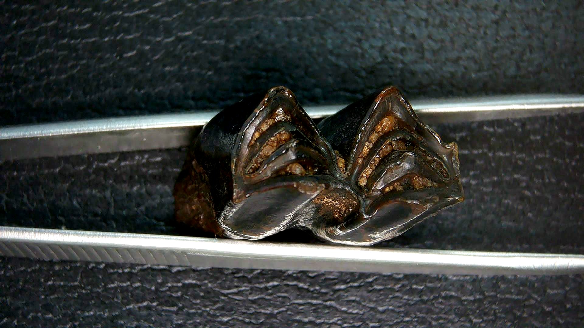 Florida Pleistocene Ice Age Palaeolama Tooth 5b | Fossils for Sale Genuine Pleistocene Age Palaeolama Tooth Fossil for Sale from Florida #5b