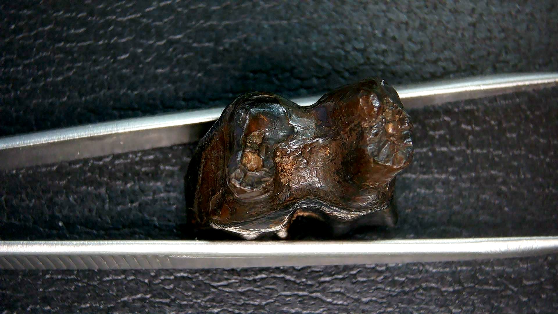 Florida Pleistocene Ice Age Palaeolama Tooth 5c | Fossils for Sale Genuine Pleistocene Age Palaeolama Tooth Fossil for Sale from Florida #5c