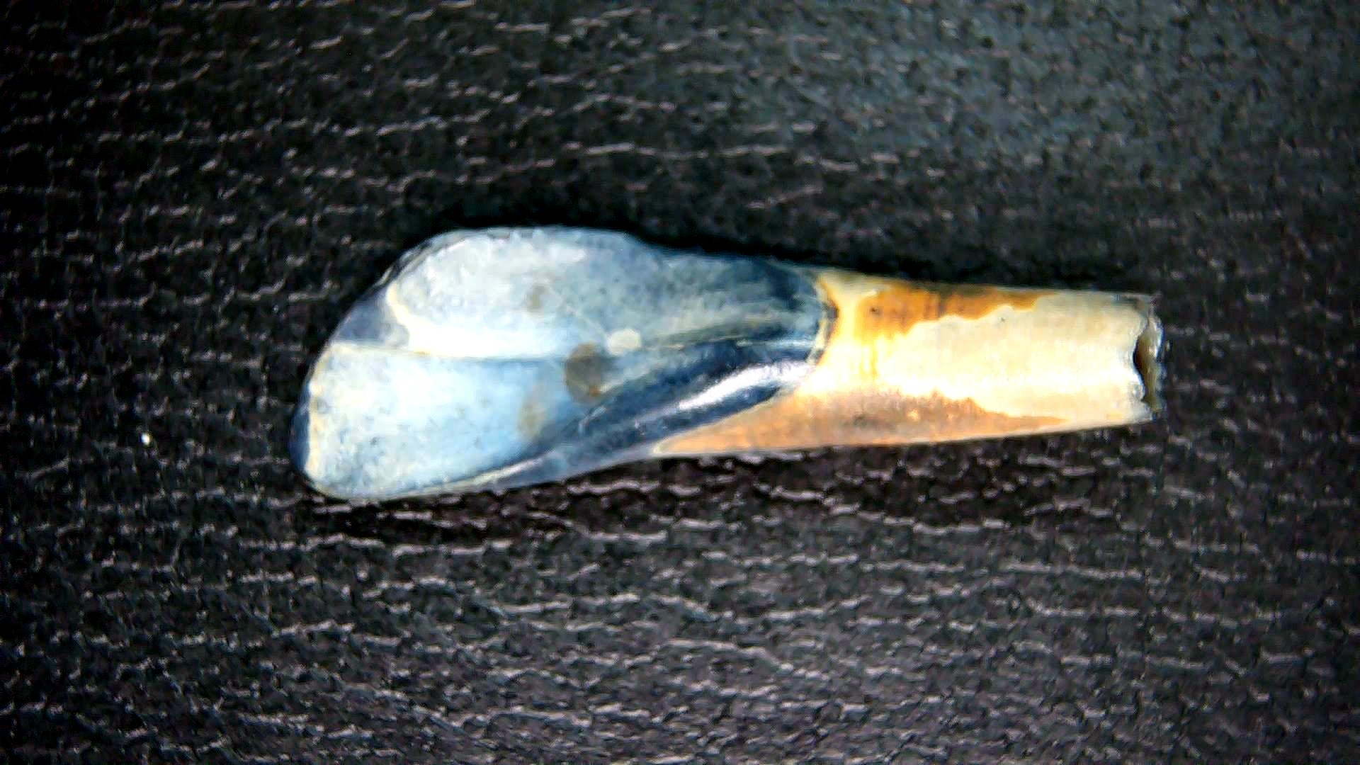 Florida Pleistocene Ice Age Palaeolama Tooth 6a | Fossils for Sale Genuine Pleistocene Age Palaeolama Tooth Fossil for Sale from Florida #6a