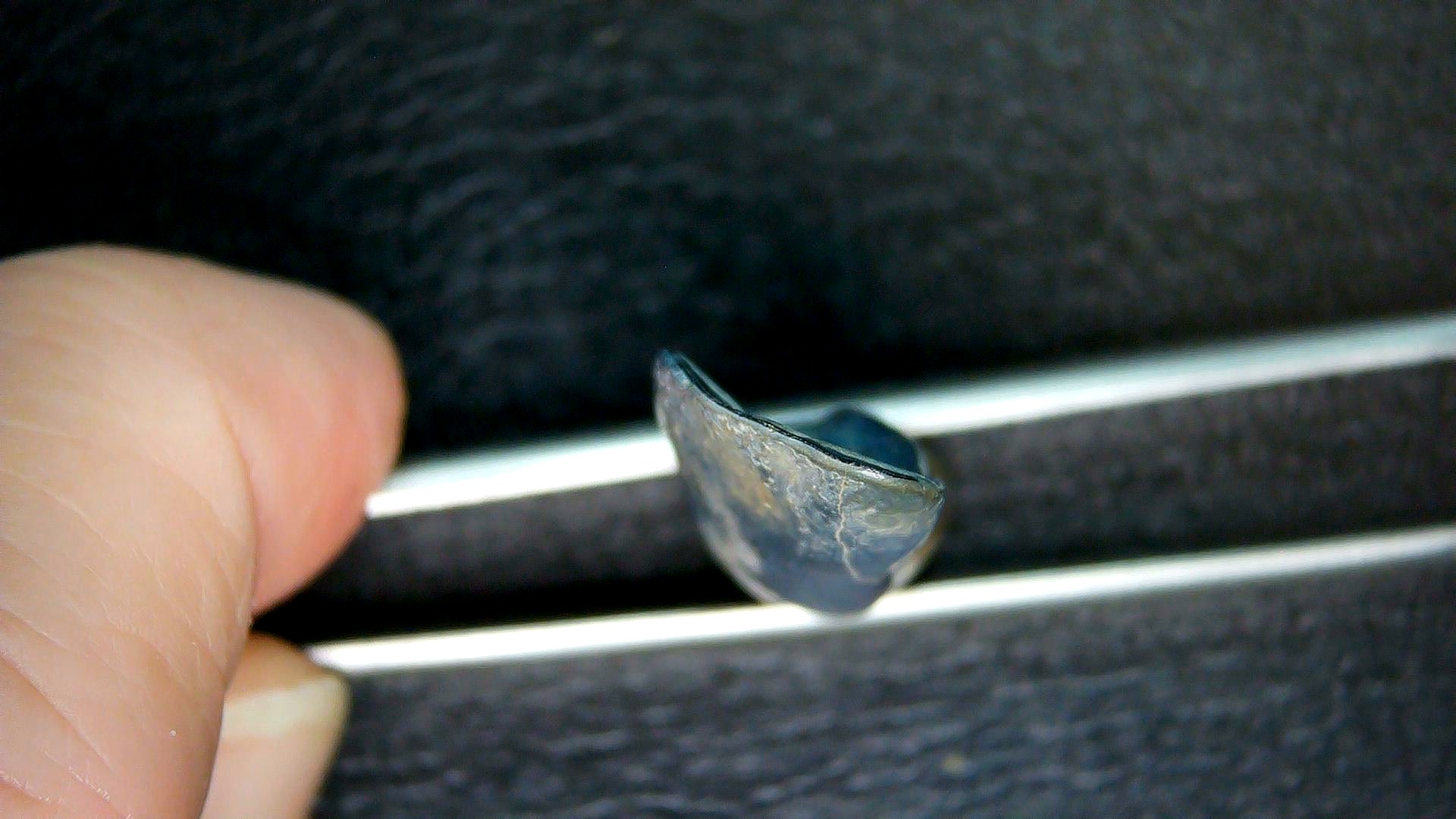 Florida Pleistocene Ice Age Palaeolama Tooth 6b | Fossils for Sale Genuine Pleistocene Age Palaeolama Tooth Fossil for Sale from Florida #6b