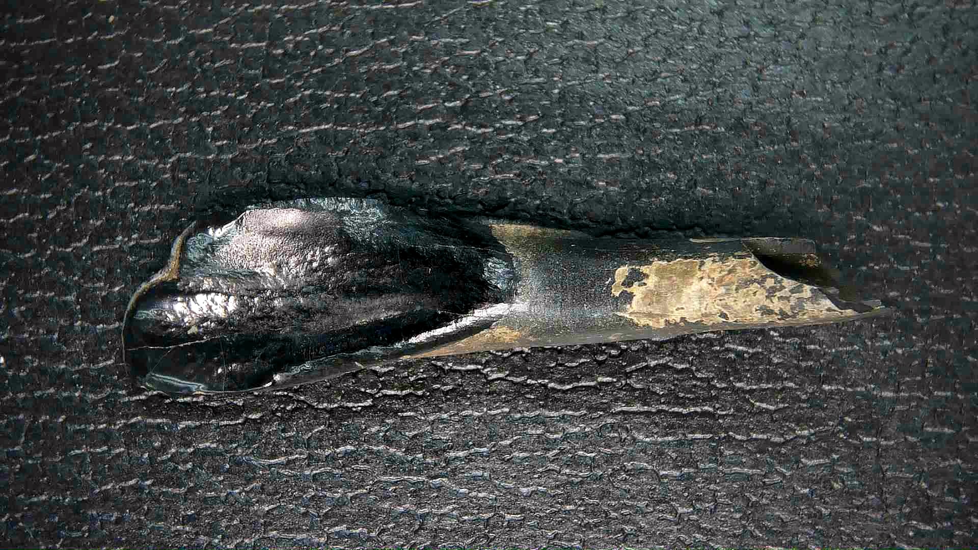 Florida Pleistocene Ice Age Palaeolama Tooth 7 | Fossils for Sale Genuine Pleistocene Age Palaeolama Tooth Fossil for Sale from Florida #7