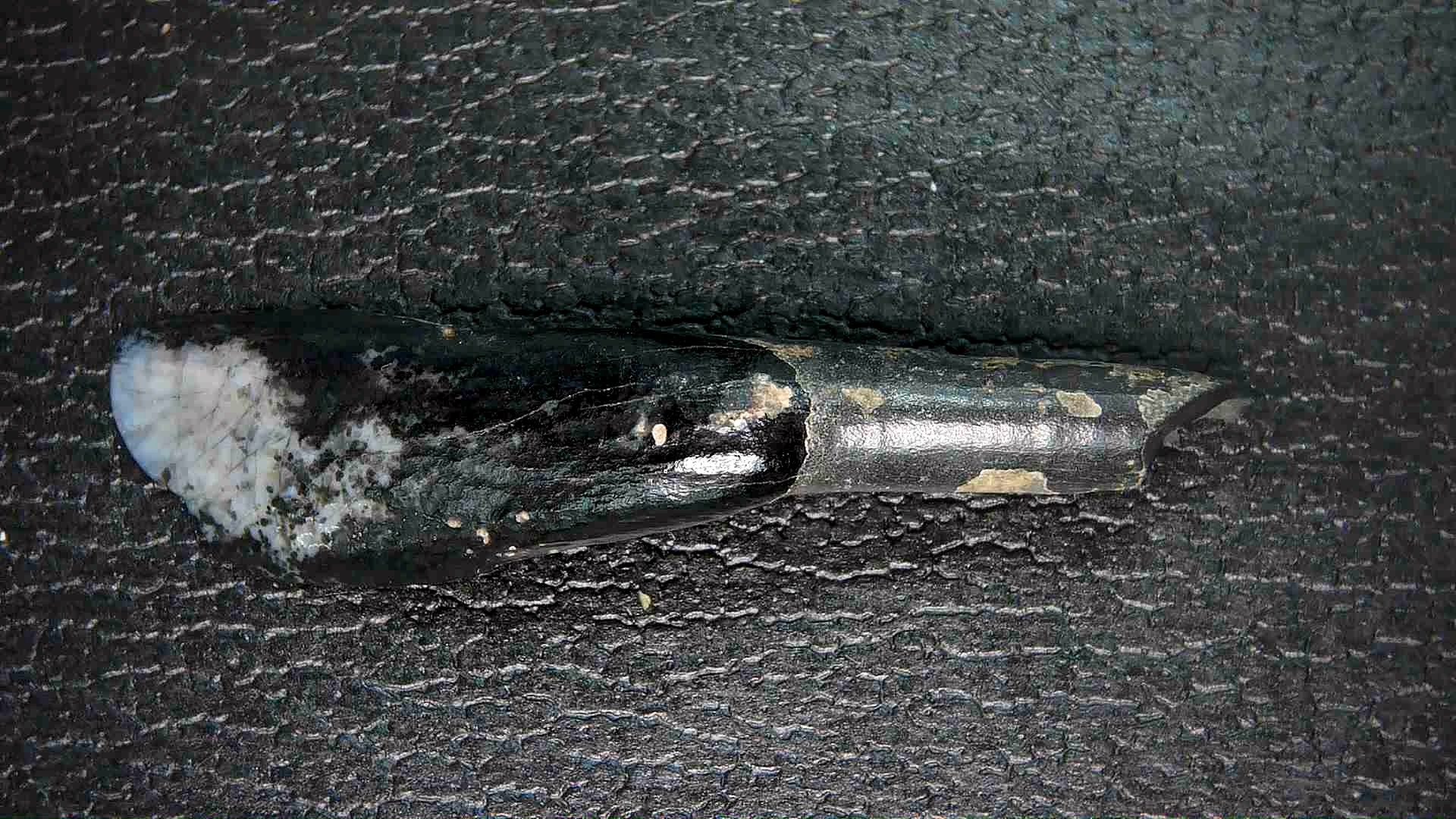 Florida Pleistocene Ice Age Palaeolama Tooth 7a | Fossils for Sale Genuine Pleistocene Age Palaeolama Tooth Fossil for Sale from Florida #7a