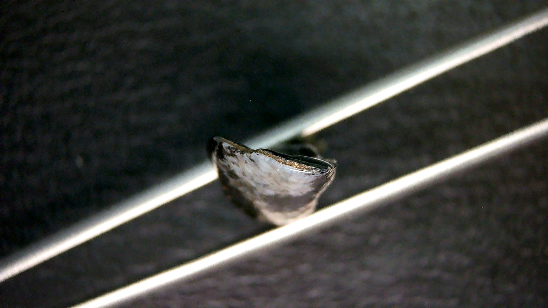 Florida Pleistocene Ice Age Palaeolama Tooth 7b | Fossils for Sale Genuine Pleistocene Age Palaeolama Tooth Fossil for Sale from Florida #7b