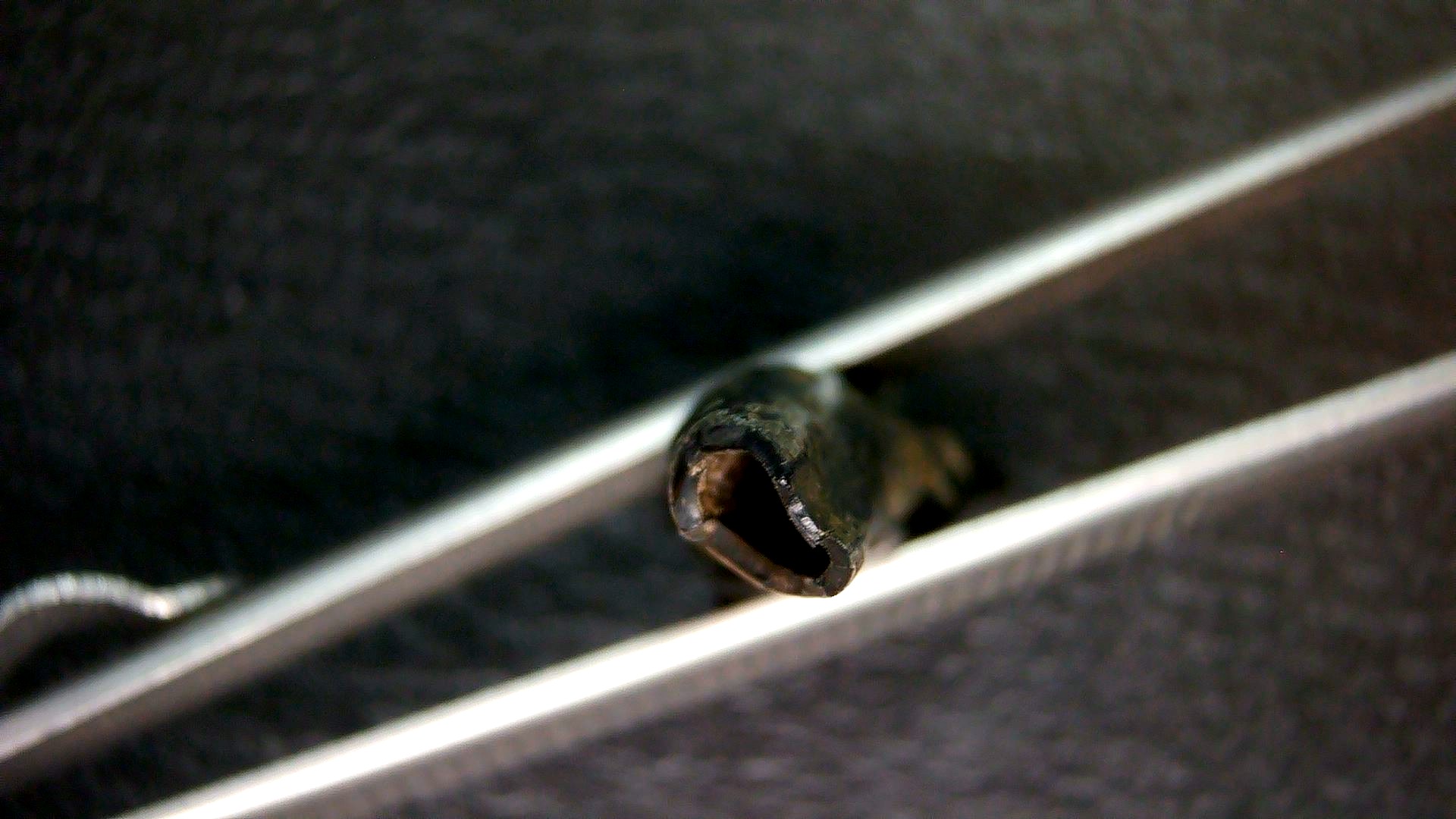 Florida Pleistocene Ice Age Palaeolama Tooth 7c | Fossils for Sale Genuine Pleistocene Age Palaeolama Tooth Fossil for Sale from Florida #7c