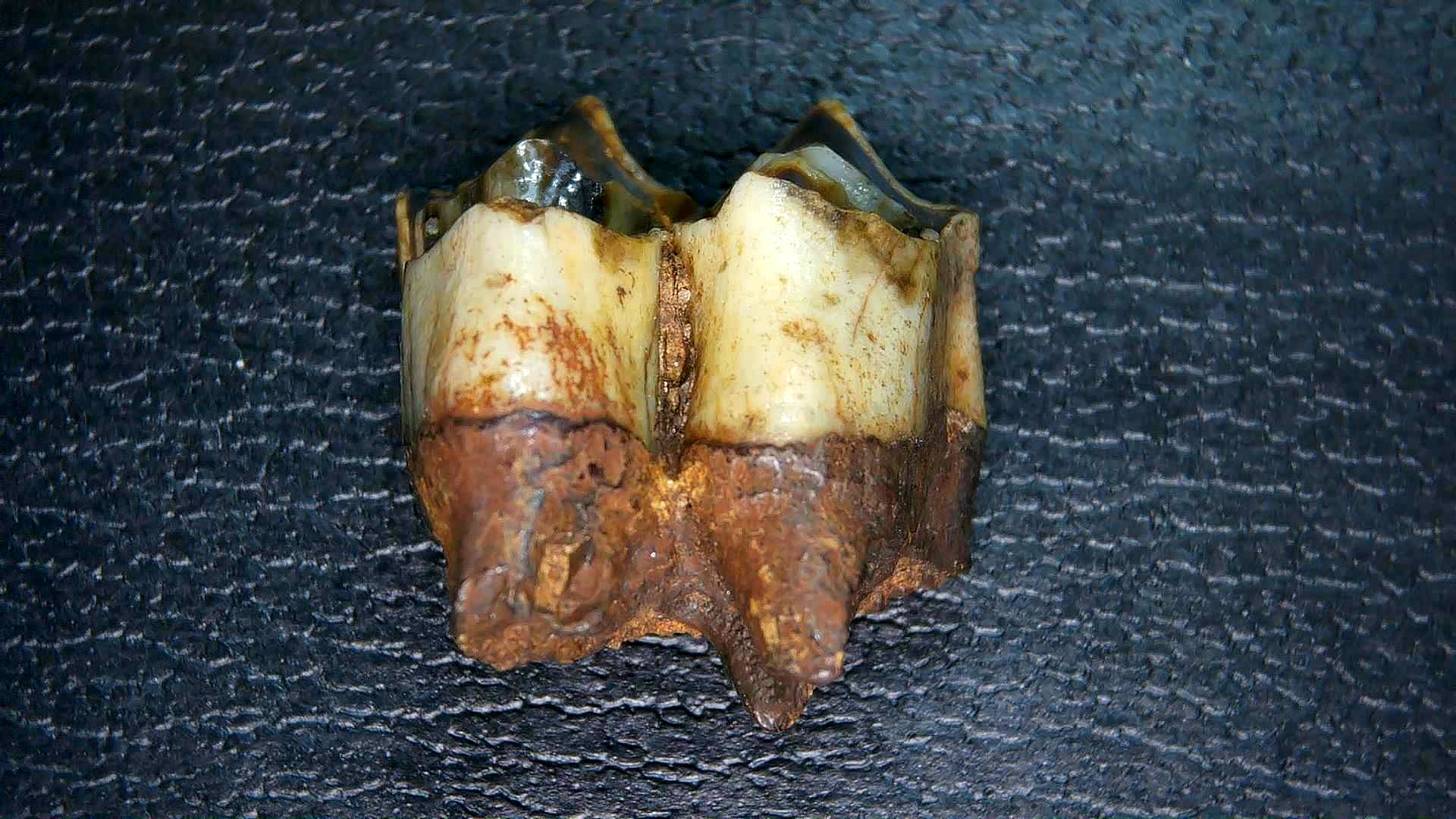 Florida Pleistocene Ice Age Palaeolama Tooth 8 | Fossils for Sale Genuine Pleistocene Age Palaeolama Tooth Fossil for Sale from Florida #8