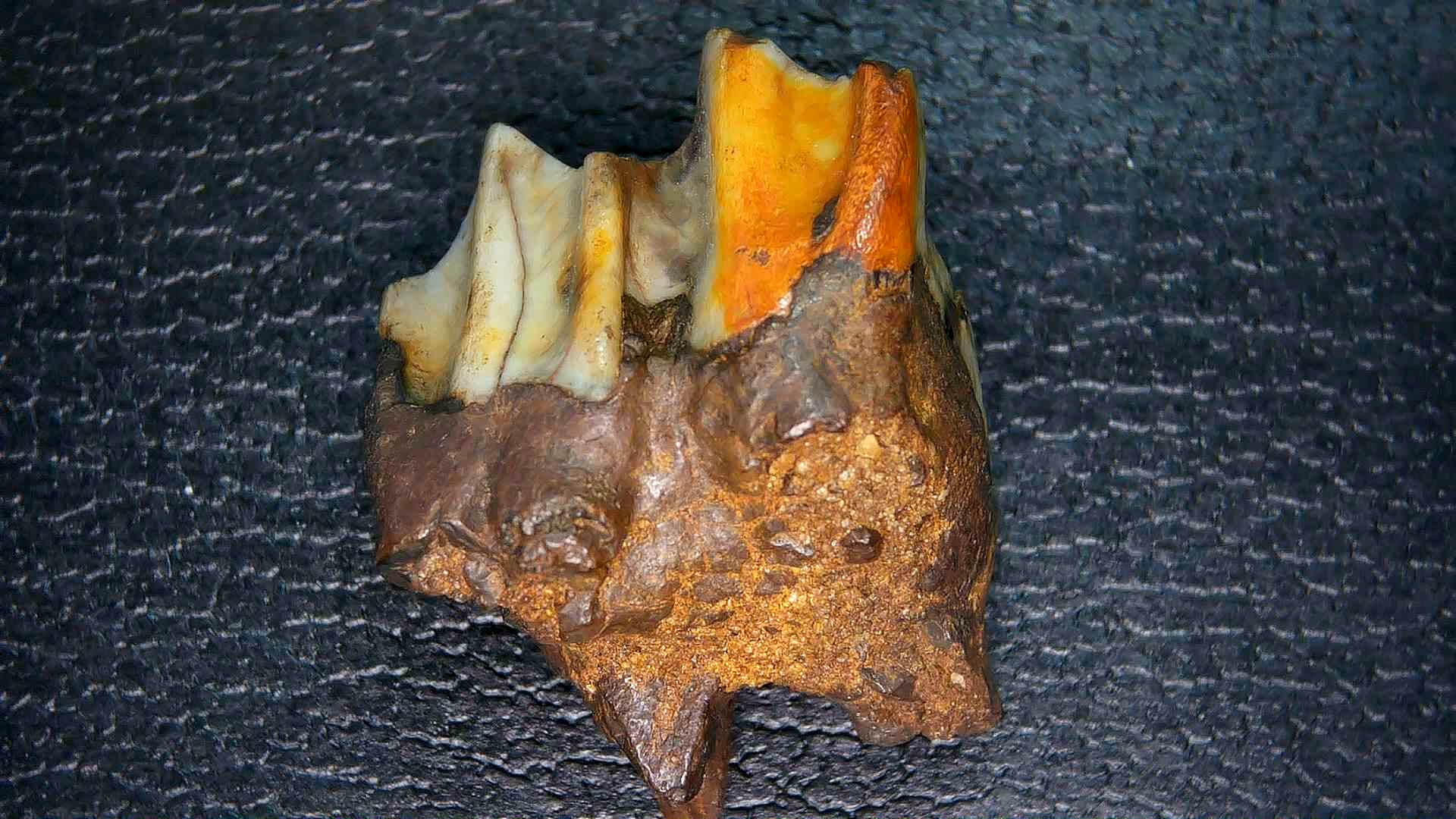Florida Pleistocene Ice Age Palaeolama Tooth 8a | Fossils for Sale Genuine Pleistocene Age Palaeolama Tooth Fossil for Sale from Florida #8a
