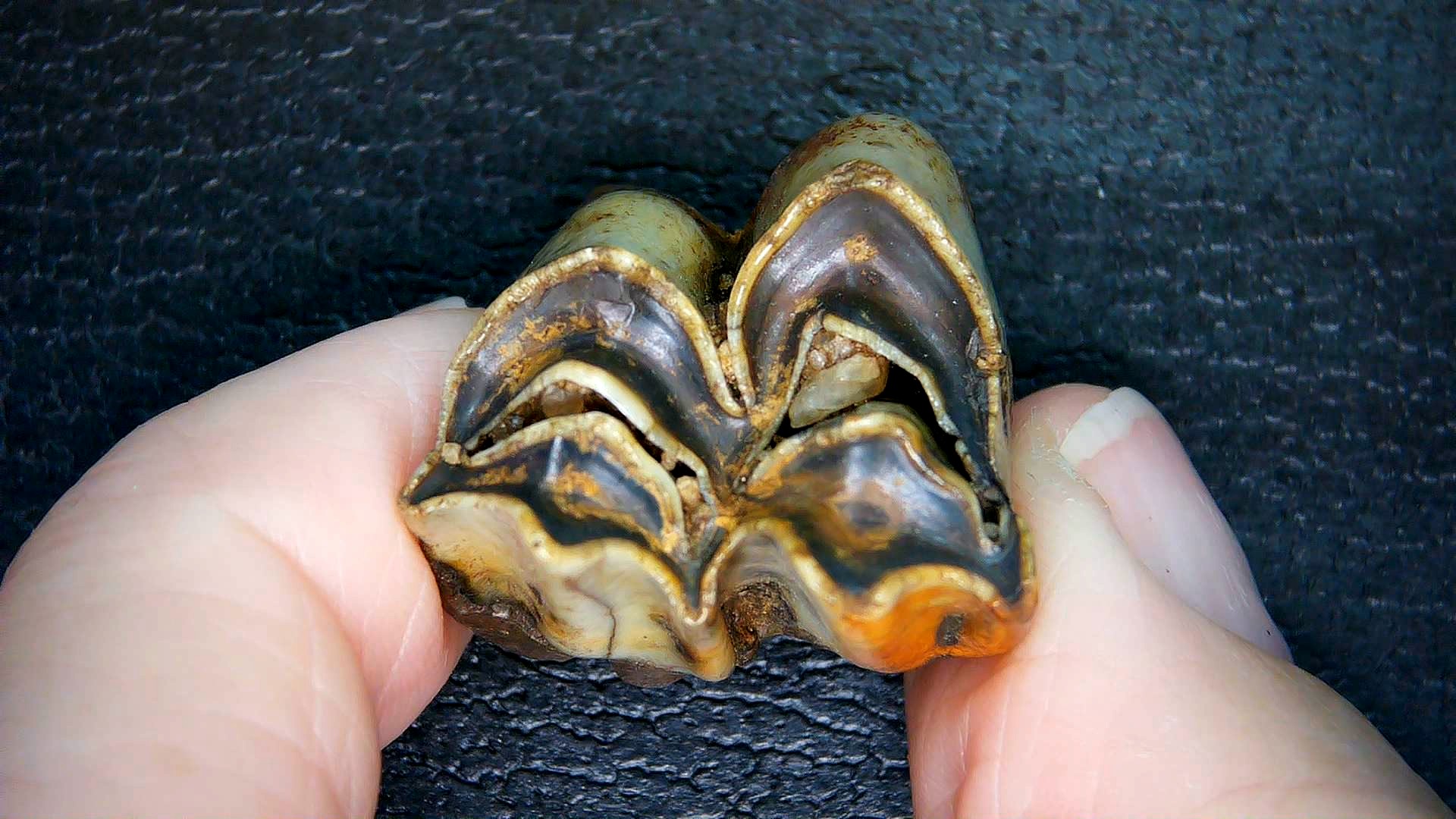 Florida Pleistocene Ice Age Palaeolama Tooth 8b | Fossils for Sale Genuine Pleistocene Age Palaeolama Tooth Fossil for Sale from Florida #8b