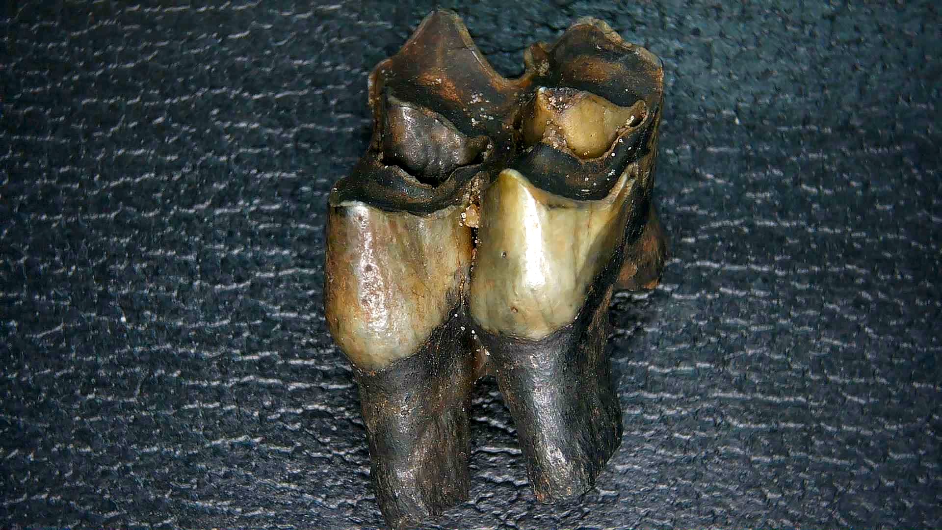 Florida Pleistocene Ice Age Palaeolama Tooth 9 | Fossils for Sale Genuine Pleistocene Age Palaeolama Tooth Fossil for Sale from Florida #9