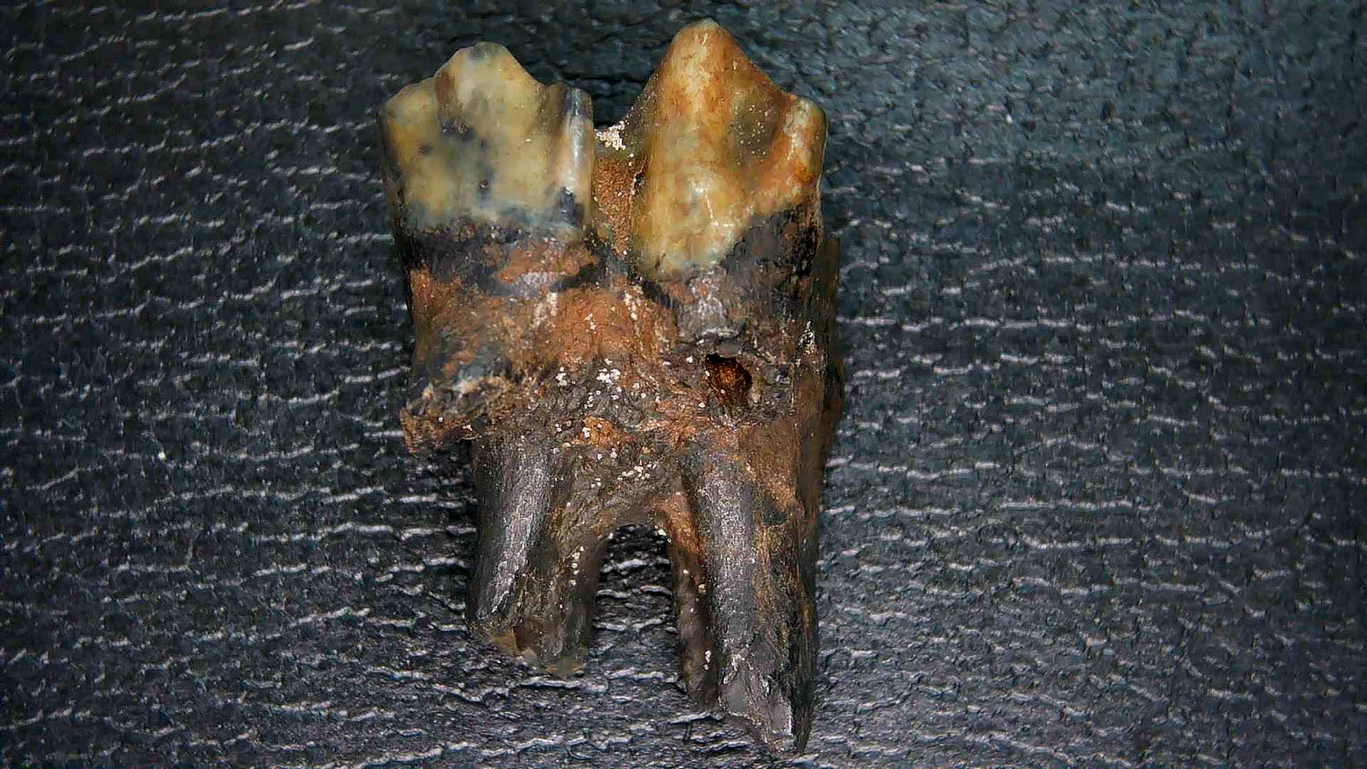 Florida Pleistocene Ice Age Palaeolama Tooth 9a | Fossils for Sale Genuine Pleistocene Age Palaeolama Tooth Fossil for Sale from Florida #9a