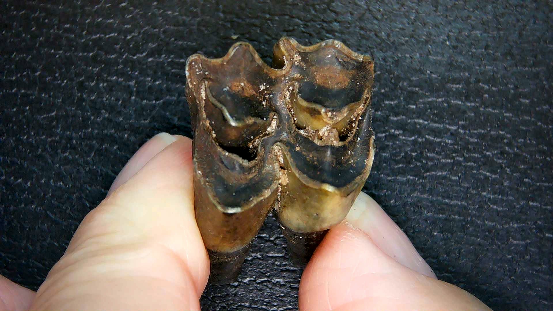 Florida Pleistocene Ice Age Palaeolama Tooth 9b | Fossils for Sale Genuine Pleistocene Age Palaeolama Tooth Fossil for Sale from Florida #9b