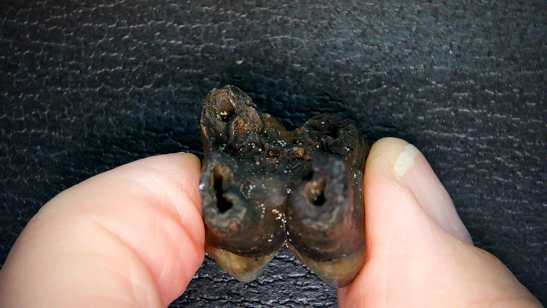 Florida Pleistocene Ice Age Palaeolama Tooth 9c | Fossils for Sale Genuine Pleistocene Age Palaeolama Tooth Fossil for Sale from Florida #9c