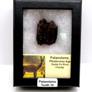 Genuine Pleistocene Age Palaeolama Tooth Fossil for Sale from Florida #10