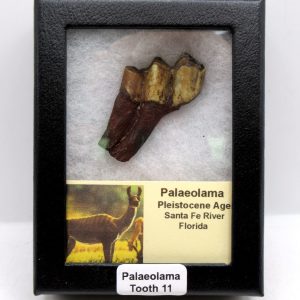 Genuine Pleistocene Age Palaeolama Tooth Fossil for Sale from Florida #11