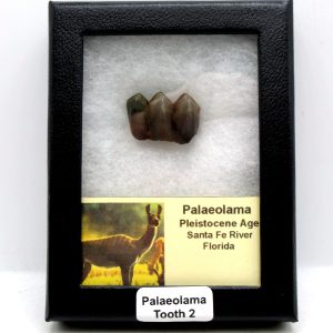 Genuine Pleistocene Age Palaeolama Tooth Fossil for Sale from Florida #2
