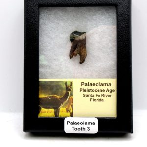 Genuine Pleistocene Age Palaeolama Tooth Fossil for Sale from Florida #3