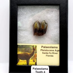 Genuine Pleistocene Age Palaeolama Tooth Fossil for Sale from Florida #4