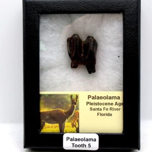 Genuine Pleistocene Age Palaeolama Tooth Fossil for Sale from Florida #5