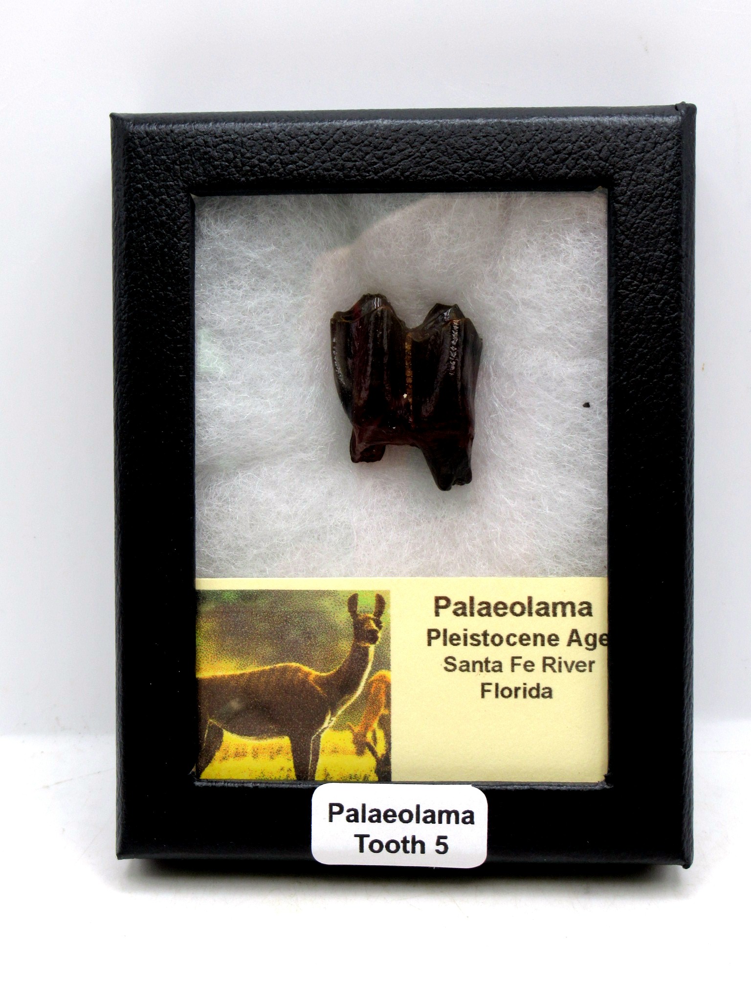 Florida Pleistocene Ice Age Palaeolama Tooth in Riker 5 | Fossils for Sale Genuine Pleistocene Age Palaeolama Tooth Fossil for Sale from Florida #5