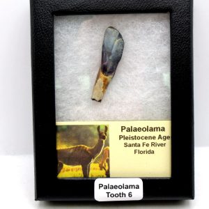Genuine Pleistocene Age Palaeolama Tooth Fossil for Sale from Florida #6
