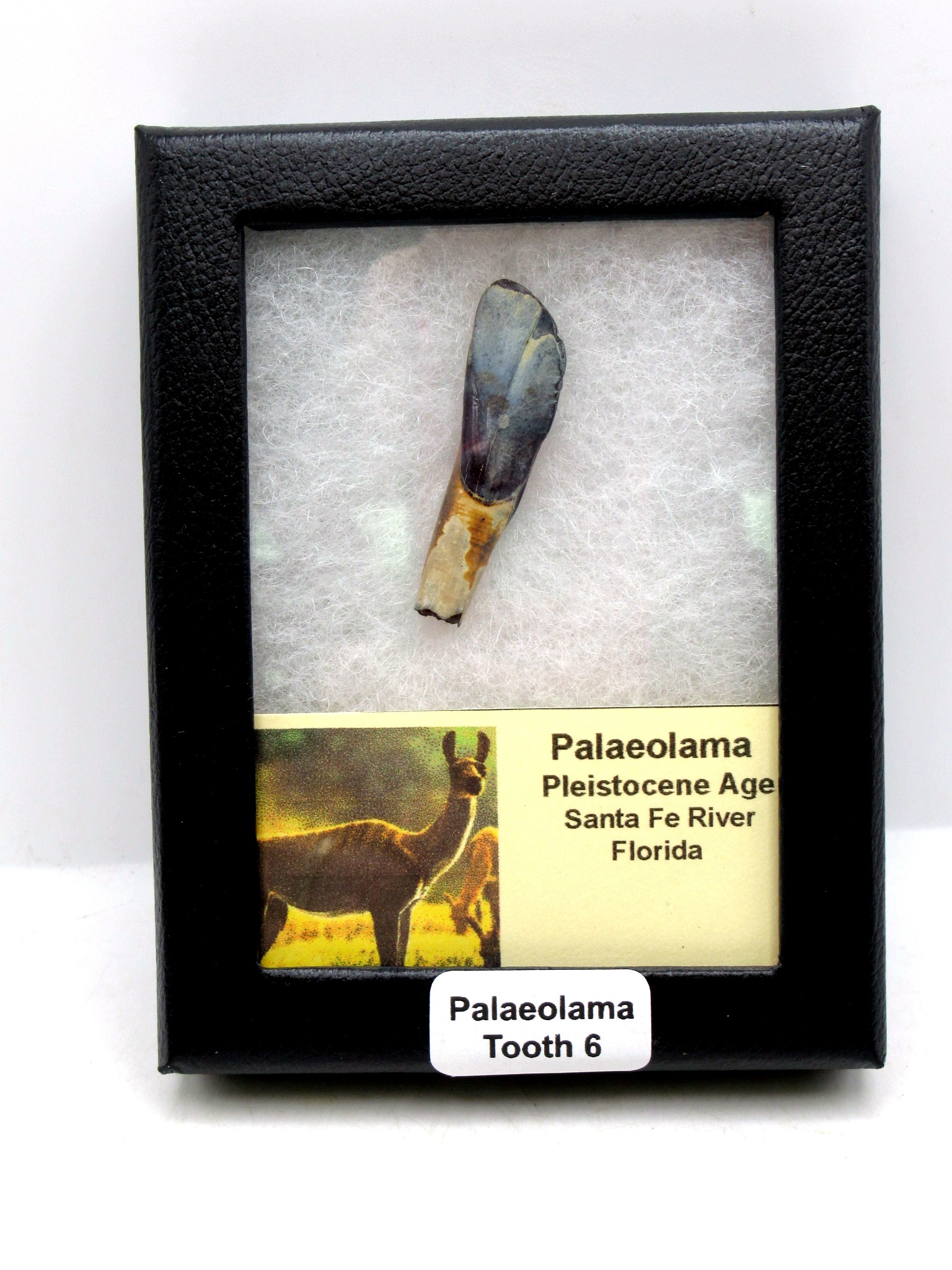 Florida Pleistocene Ice Age Palaeolama Tooth in Riker 6 | Fossils for Sale Genuine Pleistocene Age Palaeolama Tooth Fossil for Sale from Florida #6