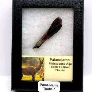 Genuine Pleistocene Age Palaeolama Tooth Fossil for Sale from Florida #7