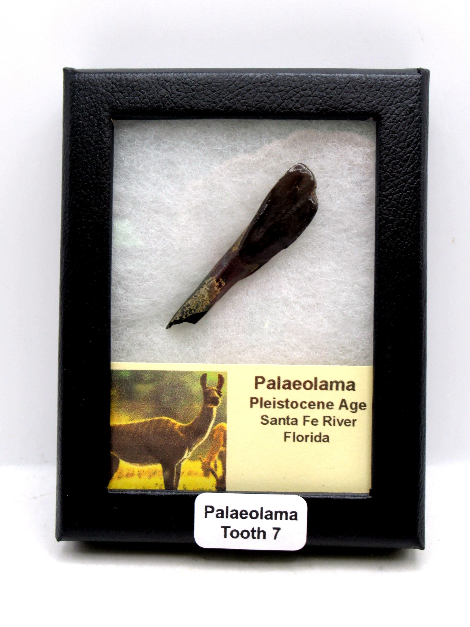 Florida Pleistocene Ice Age Palaeolama Tooth in Riker 7 | Fossils for Sale Genuine Pleistocene Age Palaeolama Tooth Fossil for Sale from Florida #7