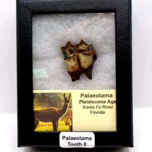 Genuine Pleistocene Age Palaeolama Tooth Fossil for Sale from Florida #8