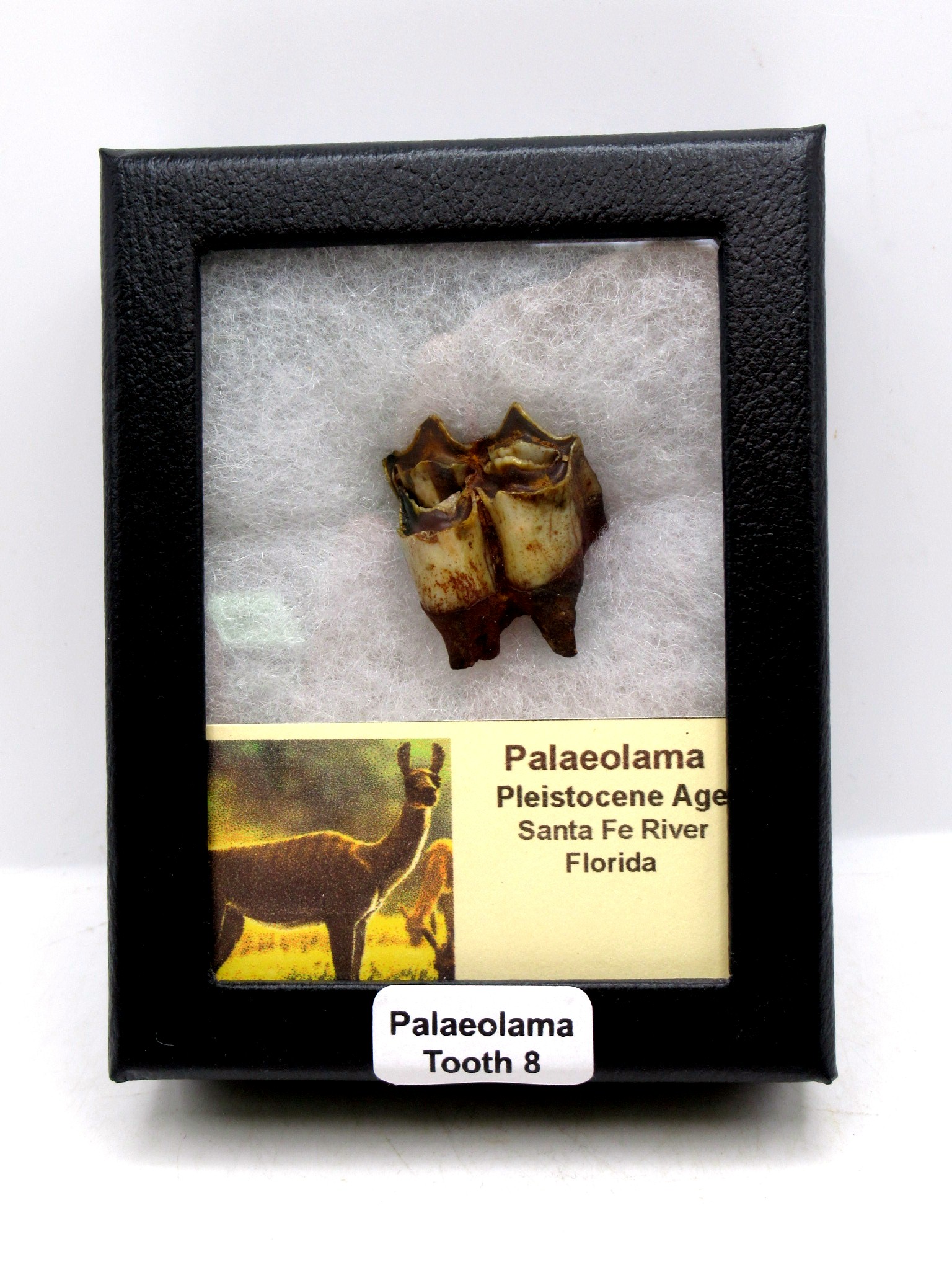 Florida Pleistocene Ice Age Palaeolama Tooth in Riker 8 | Fossils for Sale Genuine Pleistocene Age Palaeolama Tooth Fossil for Sale from Florida #8