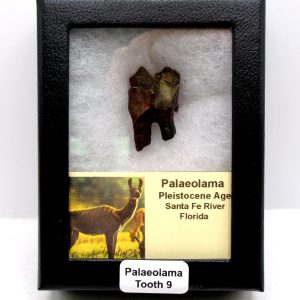 Genuine Pleistocene Age Palaeolama Tooth Fossil for Sale from Florida #9