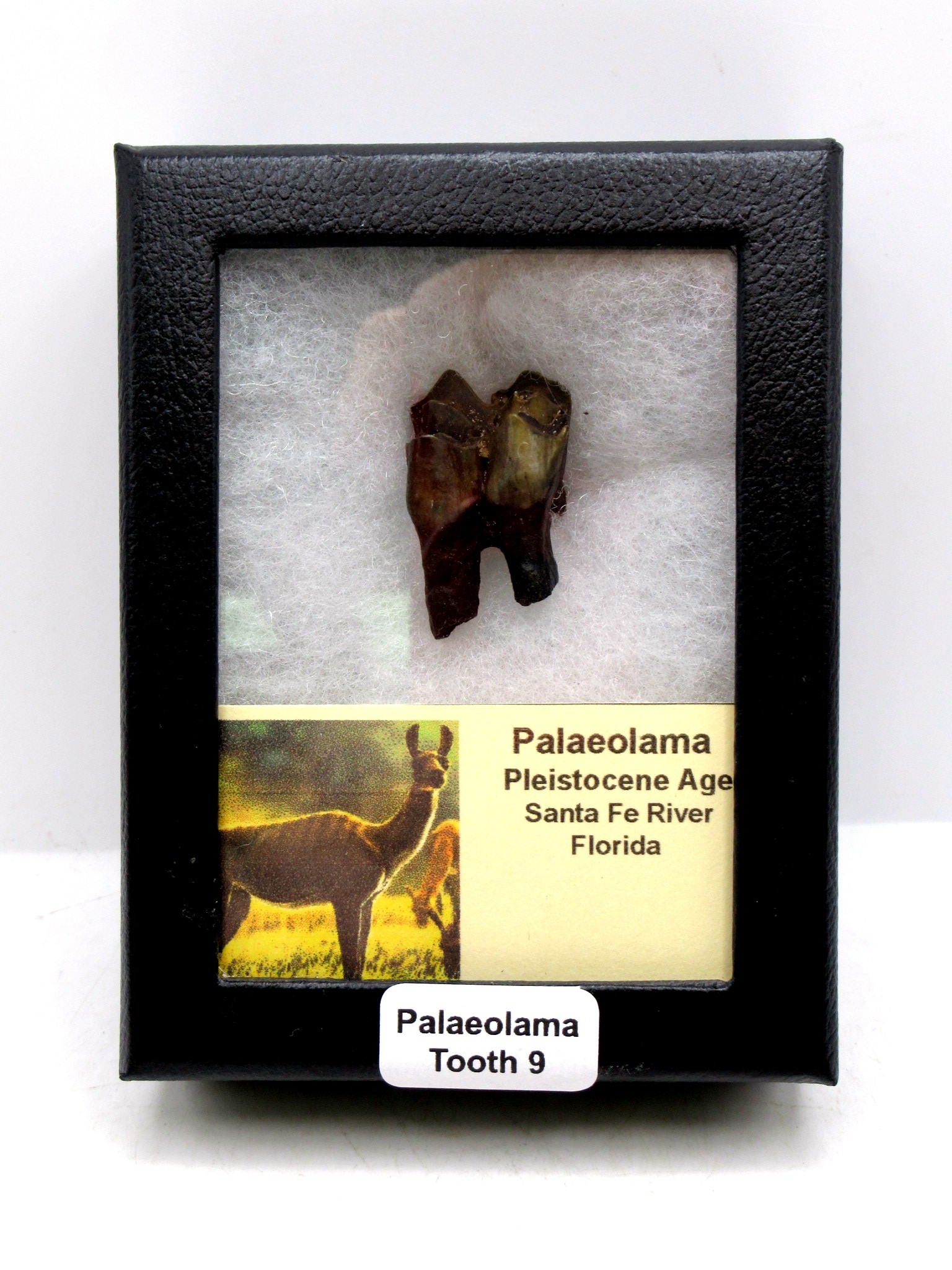 Florida Pleistocene Ice Age Palaeolama Tooth in Riker 9 | Fossils for Sale Genuine Pleistocene Age Palaeolama Tooth Fossil for Sale from Florida #9