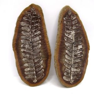 General Pennsylvanian Age Mazon Creek Nodule Fossils From Illinois For Sale #162