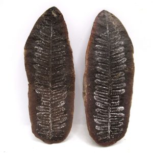 General Pennsylvanian Age Mazon Creek Nodule Fossils From Illinois For Sale #163