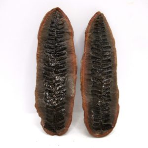 General Pennsylvanian Age Mazon Creek Nodule Fossils From Illinois For Sale #164