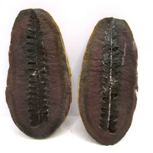 General Pennsylvanian Age Mazon Creek Nodule Fossils From Illinois For Sale #165