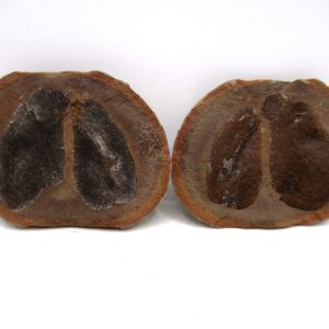 General Pennsylvanian Age Mazon Creek Nodule Fossils From Illinois For Sale #166