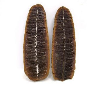 General Pennsylvanian Age Mazon Creek Nodule Fossils From Illinois For Sale #168