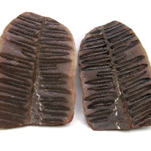 General Pennsylvanian Age Mazon Creek Nodule Fossils From Illinois For Sale #169