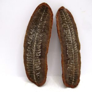 General Pennsylvanian Age Mazon Creek Nodule Fossils From Illinois For Sale #170