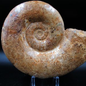 Genuine Jurassic Age Lytoceras Ammonite For Sale from Madagascar #31