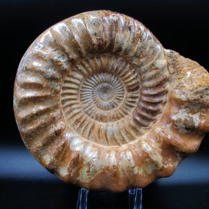 Genuine Jurassic Age Perisphinctes Ammonite For Sale from Madagascar #29