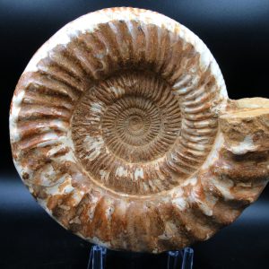 Genuine Jurassic Age Perisphinctes Ammonite For Sale from Madagascar #30