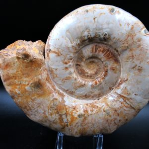 Genuine Jurassic Age Perisphinctes Ammonite For Sale from Madagascar #32