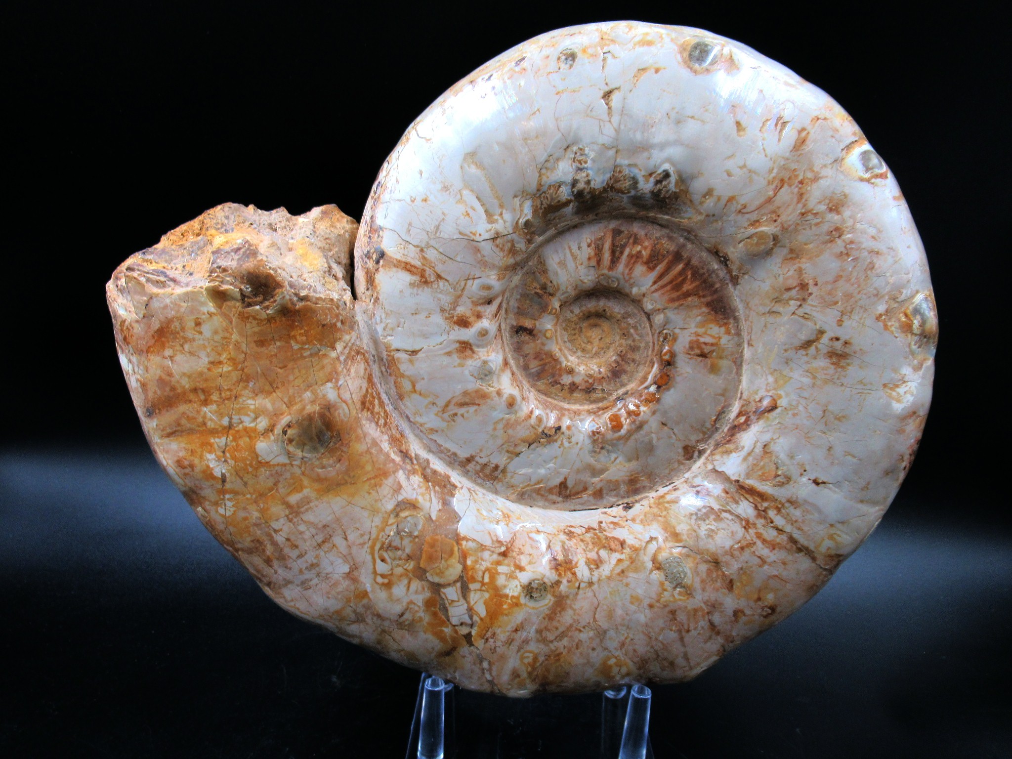 Madagascar Jurassic Perisphinctes Ammonite 32 | Fossils for Sale Genuine Jurassic Age Perisphinctes Ammonite For Sale from Madagascar #32